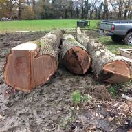 oak tree trunk for sale