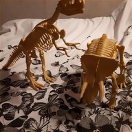 animal skeletons for sale