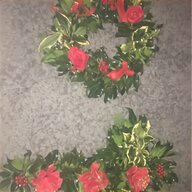 holly plant for sale