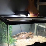 bearded dragon set up for sale