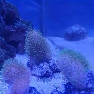 live saltwater fish for sale
