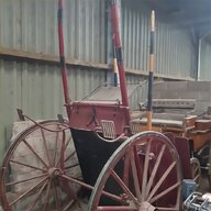 carriage horses for sale