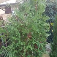thuja plicata hedging for sale