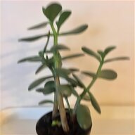 jade plant for sale