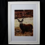 stag reid for sale
