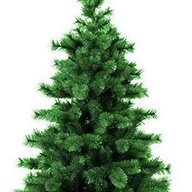 spruce tree for sale