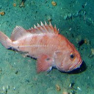 rockfish for sale