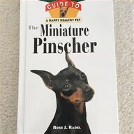 miniature pinscher for sale