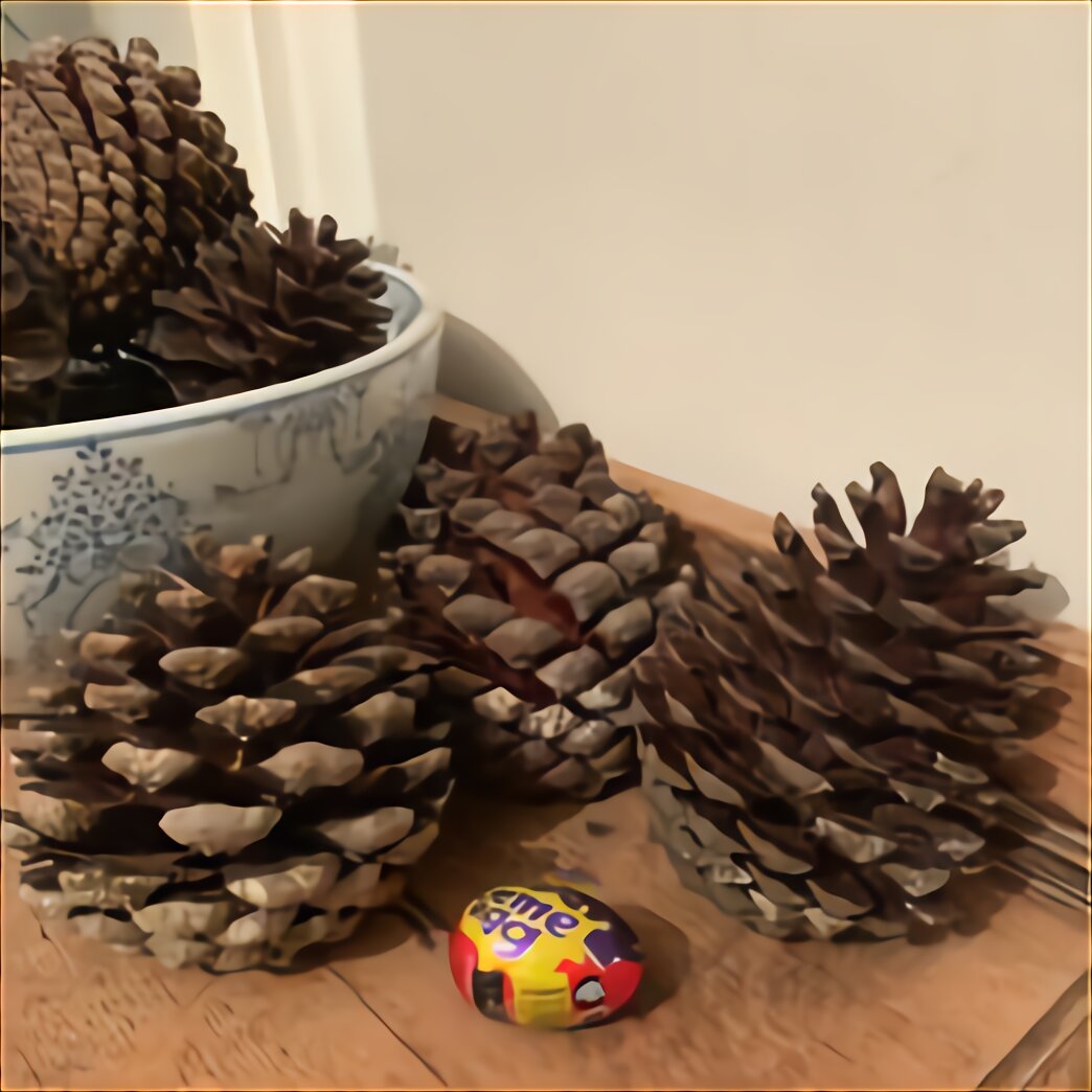 Large pine cones uk