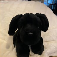 schwarz teddy for sale
