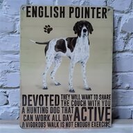 pointer dog for sale
