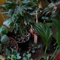 rubber plant for sale