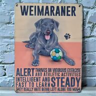 weimaraner for sale