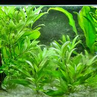 live tropical fish for sale
