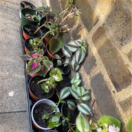 papaver plants for sale