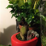 ceramic bonsai pot for sale