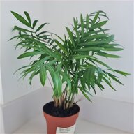 small bamboo plants for sale