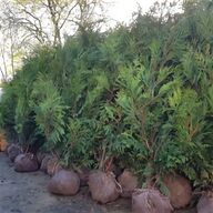 thuja plicata hedging for sale