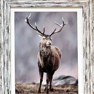 stag print for sale