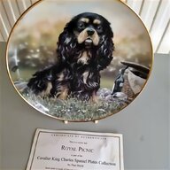 cavalier king charles for sale