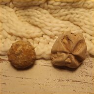 echinoid for sale