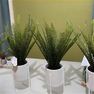 lithops plants for sale