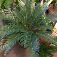 palm tree leaves for sale