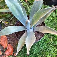 agave for sale