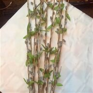 willow stems for sale
