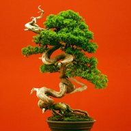 bonsai trees for sale