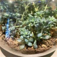 succulent terrarium for sale