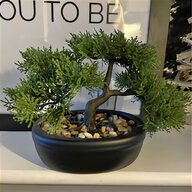 indoor bonsai tree for sale