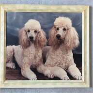 poodles puppies for sale