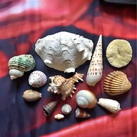 christine haworth leonardo seashells sandcastles for sale