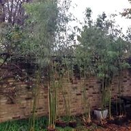 bamboo plants for sale