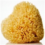 large natural sea sponge for sale