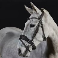 double bridle for sale