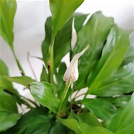 delphinium plant for sale