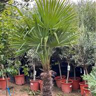 date palm tree for sale