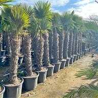 date palm tree for sale