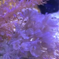 pulsing xenia for sale