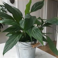 lily plant for sale