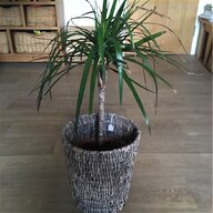 indoor plant stands for sale