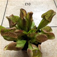pitcher plant for sale