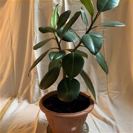 mint plant for sale