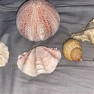 hermit crab shells for sale