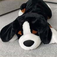 teddy bear dog for sale