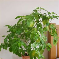 chilli plug plants for sale