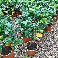 garden lime for sale