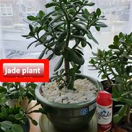 large plant pot for sale